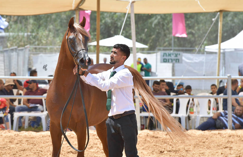 Stallions 4 Years: Jordan Kenan