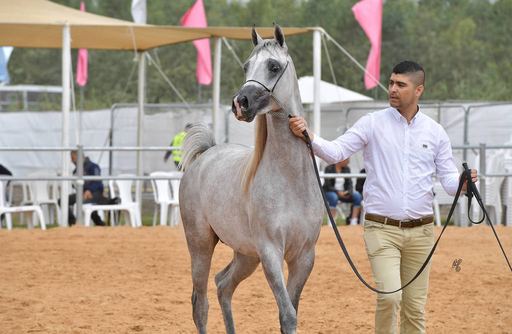 Colts 2 Years: Ward Al Jamal