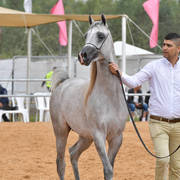 Colts 2 Years: Ward Al Jamal