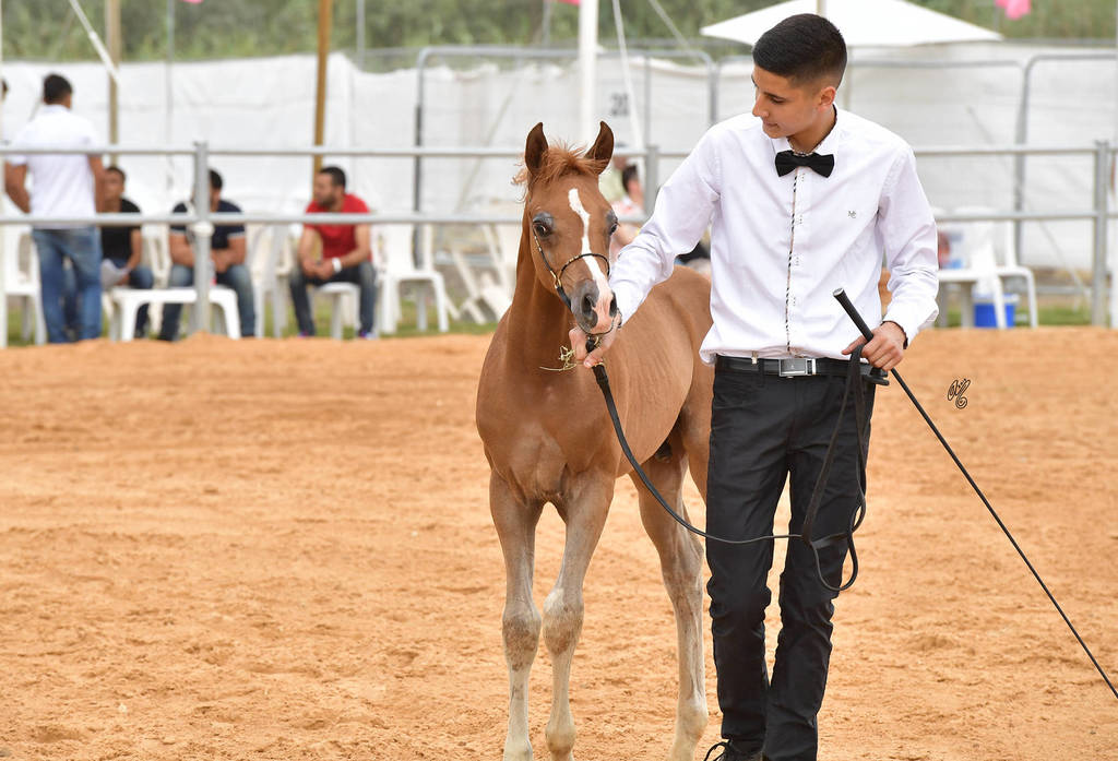 Colt Foal: Sheikh Al Walid
