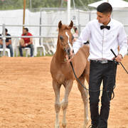 Colt Foal: Sheikh Al Walid