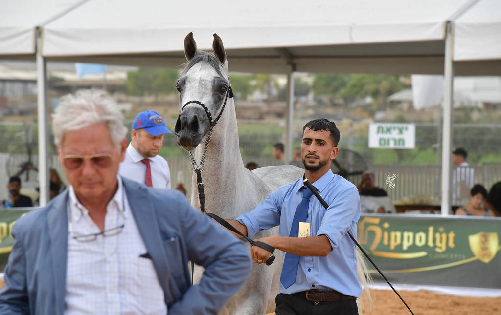 Fillies 3 Years: Boshra