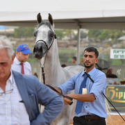 Fillies 3 Years: Boshra