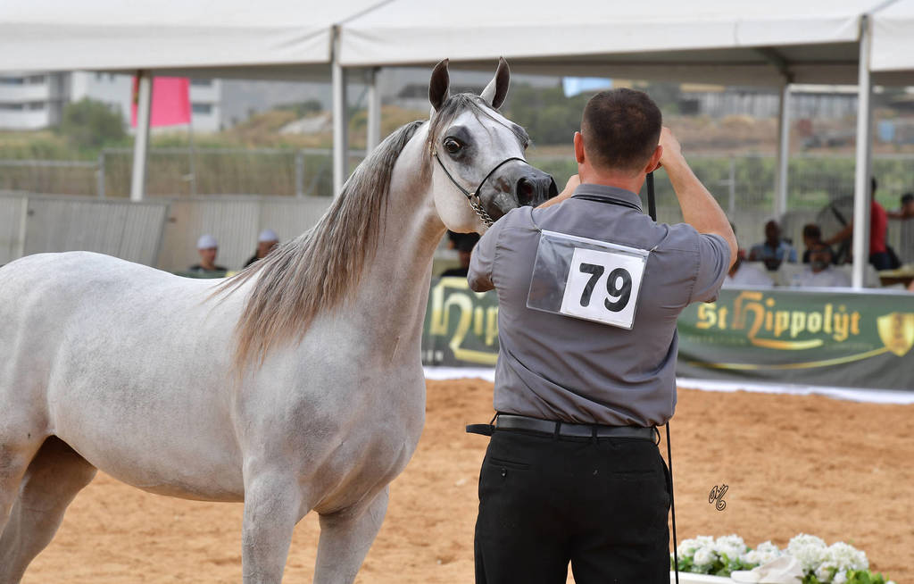 Fillies 3 Years: Shahbaa Al Kamal