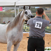 Fillies 3 Years: Shahbaa Al Kamal