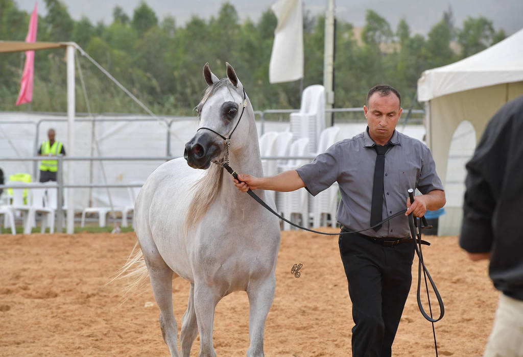 Fillies 3 Years: Shahbaa Al Kamal