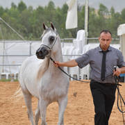 Fillies 3 Years: Shahbaa Al Kamal