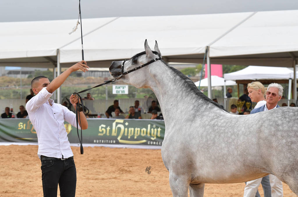 Fillies 3 Years: Tasneem Al Habebah