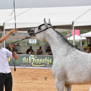 Fillies 3 Years: Tasneem Al Habebah