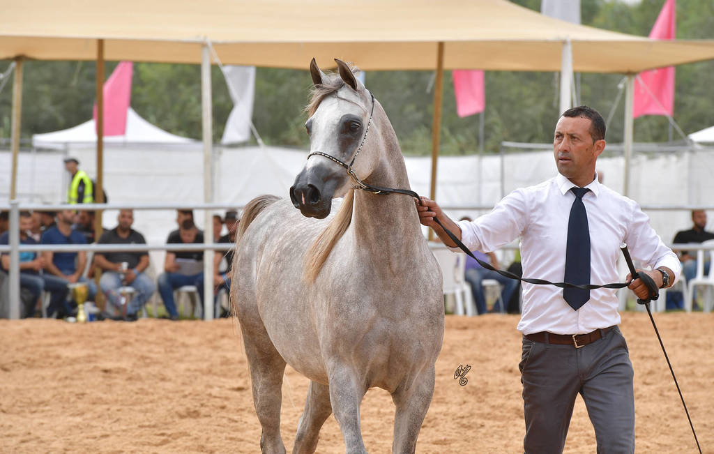 Fillies 3 Years: Rannine B.K.