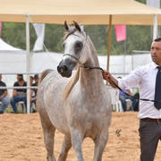 Fillies 3 Years: Rannine B.K.