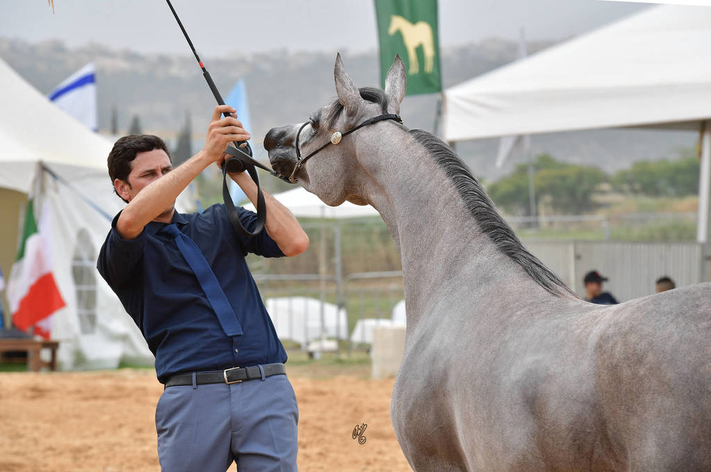 Fillies 2 Years: Seena Bint Shaima