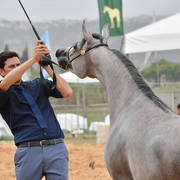 Fillies 2 Years: Seena Bint Shaima