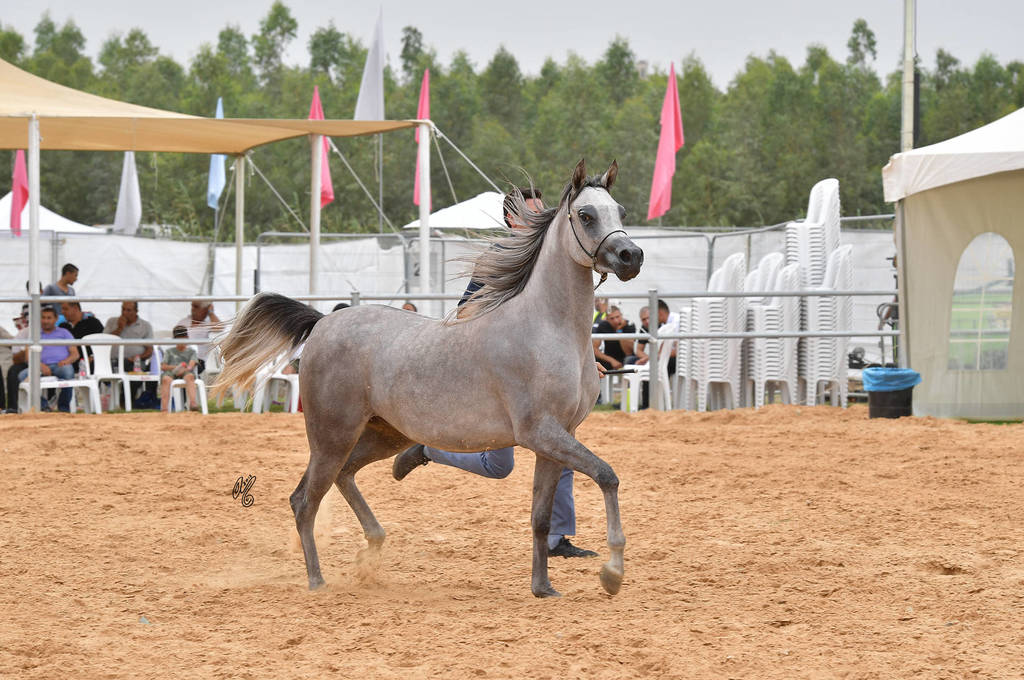 Fillies 2 Years: Seena Bint Shaima