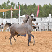 Fillies 2 Years: Seena Bint Shaima