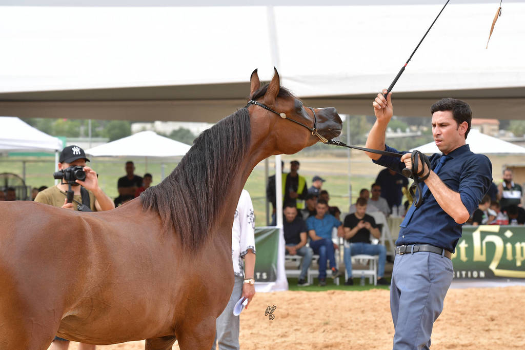 Fillies 2 Years: A'aisha