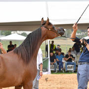Fillies 2 Years: A'aisha