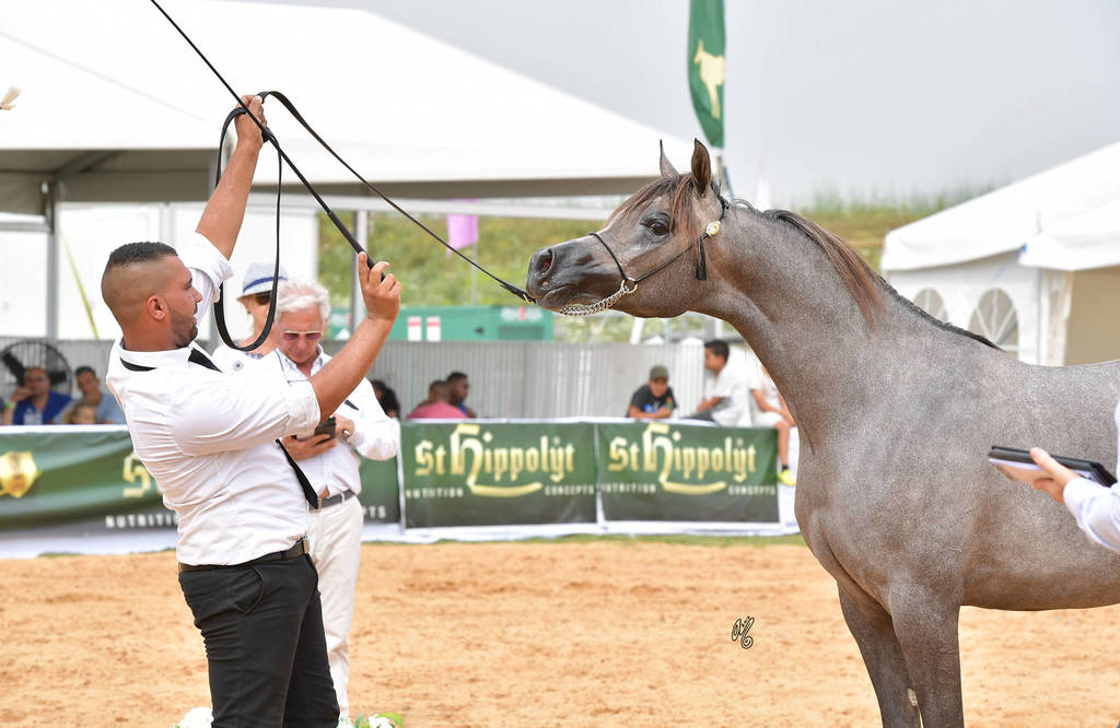 Fillies 2 Years: Fadiaa HD