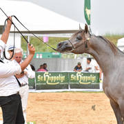 Fillies 2 Years: Fadiaa HD