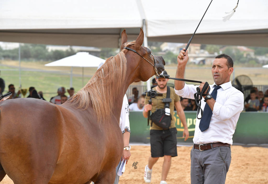 Fillies 2 Years: Gaida FM