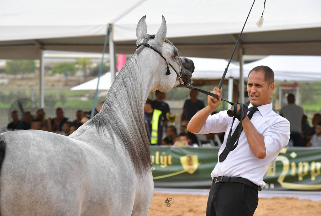 Fillies 2 Years: Juellah - D