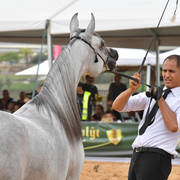 Fillies 2 Years: Juellah - D