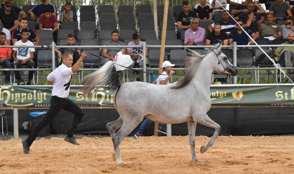 Fillies 2 Years: Juellah - D