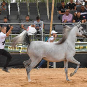 Fillies 2 Years: Juellah - D