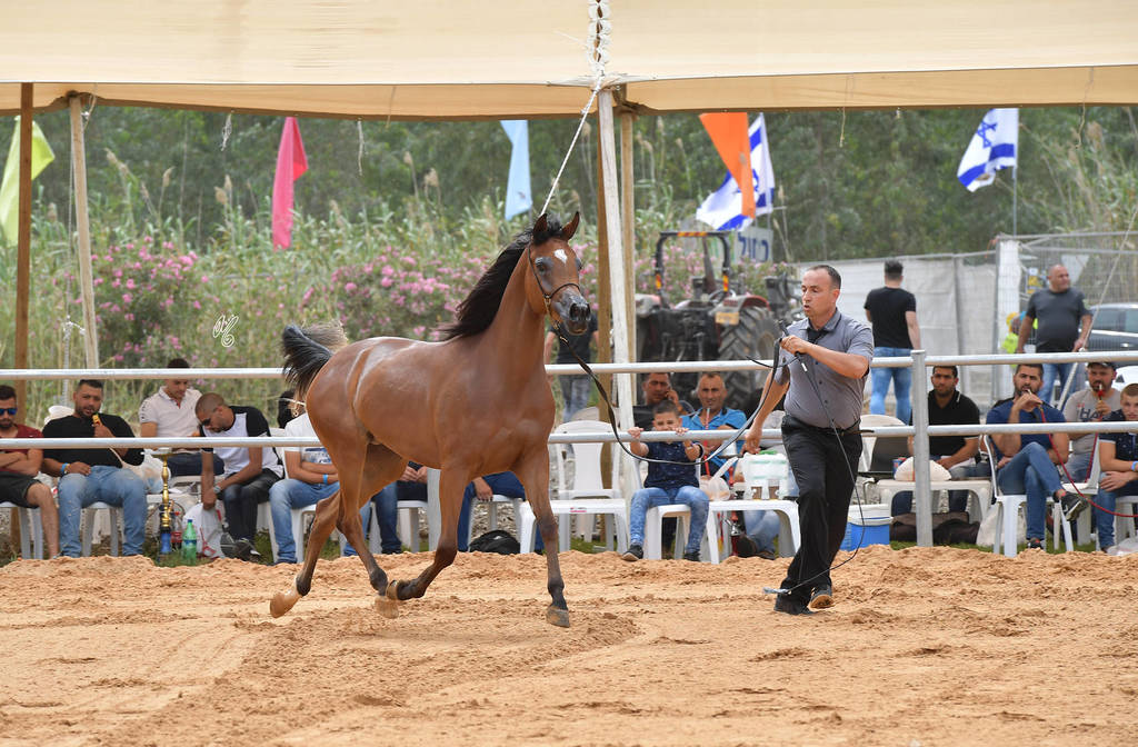 Fillies 2 Years: Tiah Marie AH