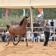 Fillies 2 Years: Tiah Marie AH