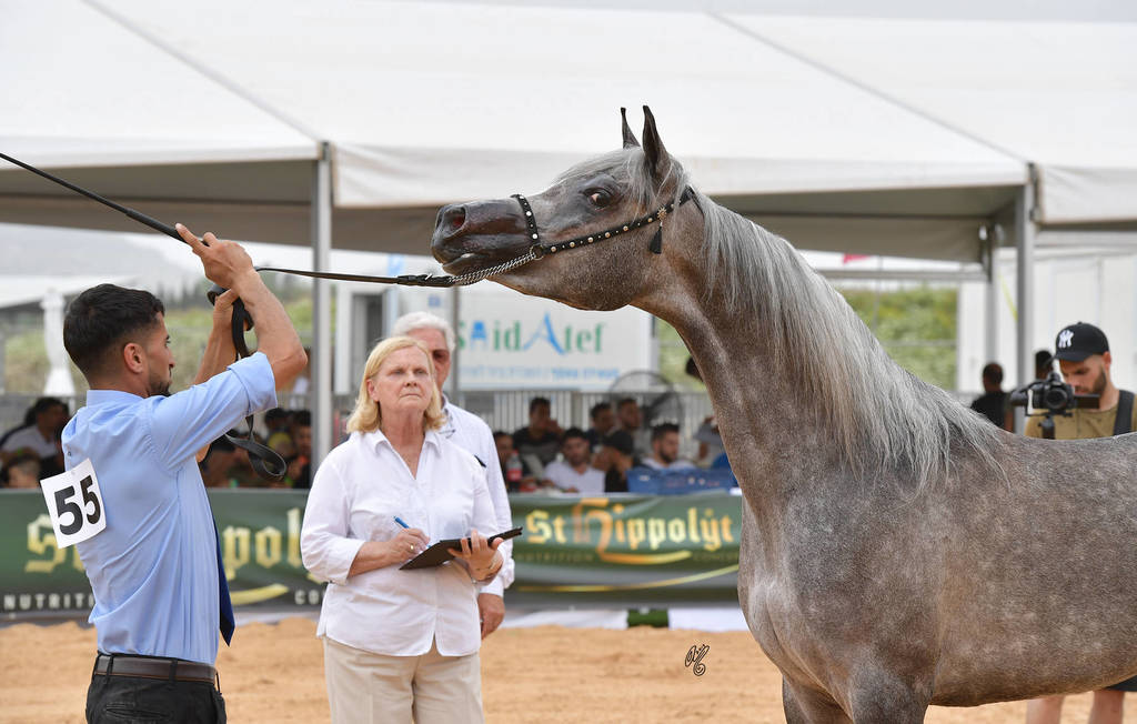 Fillies 2 Years: Gazal Al Yasmin