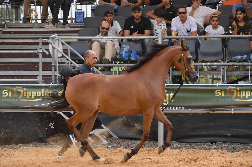 Fillies 2 Years: Iris By Ajsha PM