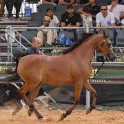 Fillies 2 Years: Iris By Ajsha PM