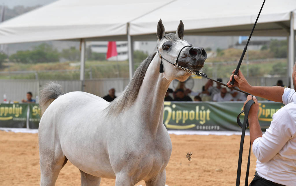 Fillies 2 Years: Rose of Kins