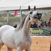 Fillies 2 Years: Rose of Kins