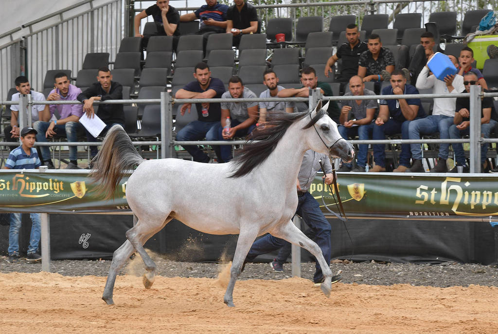 Fillies 2 Years: Shikha Alameen