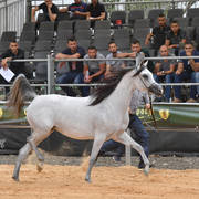 Fillies 2 Years: Shikha Alameen