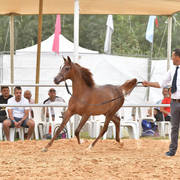 Yearling Filly: Baraqet Masaoud