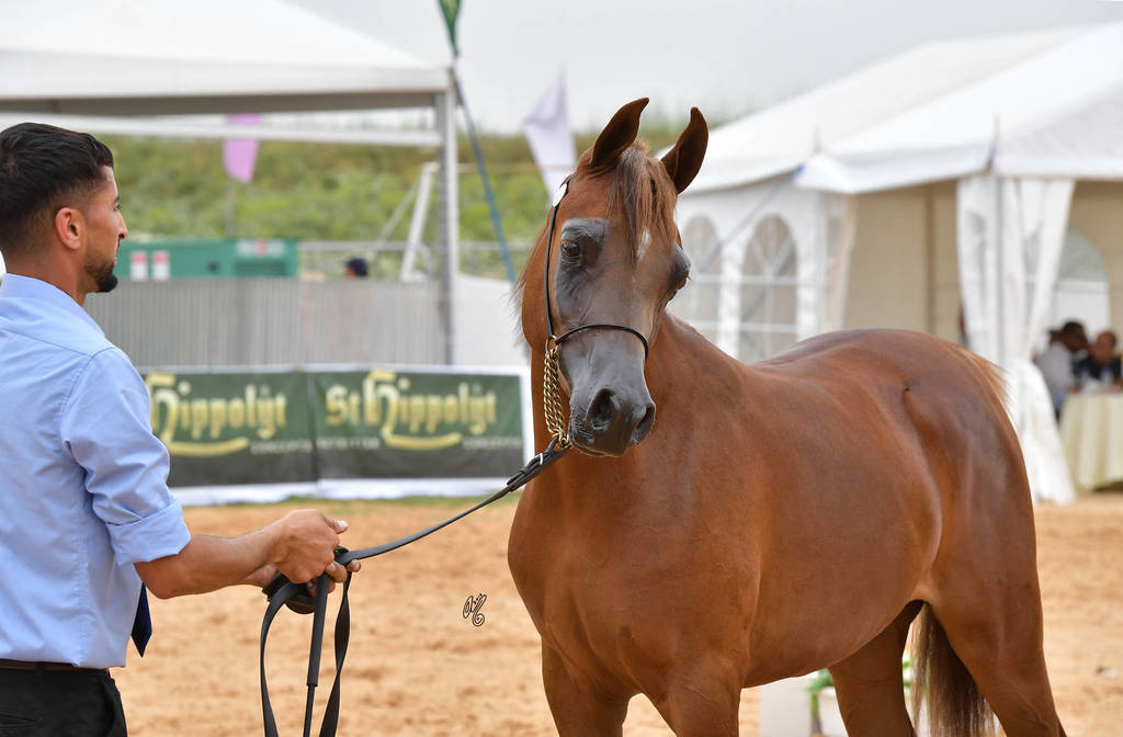 Yearling Filly: Rohana Andrea