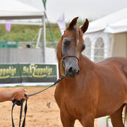 Yearling Filly: Rohana Andrea