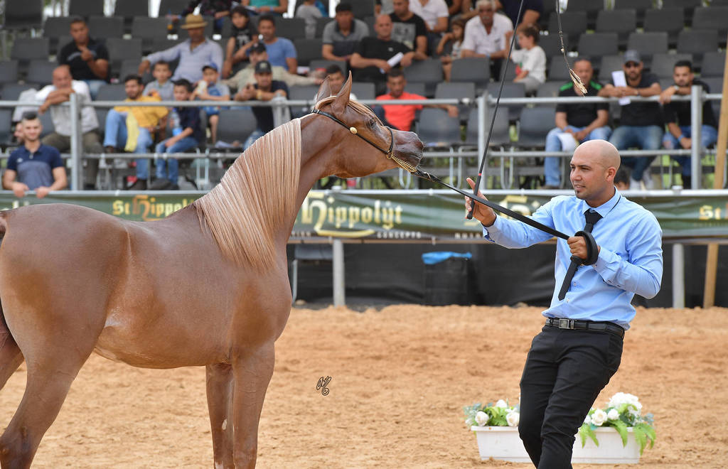 Yearling Filly: Rehanna Saher