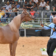 Yearling Filly: Rehanna Saher