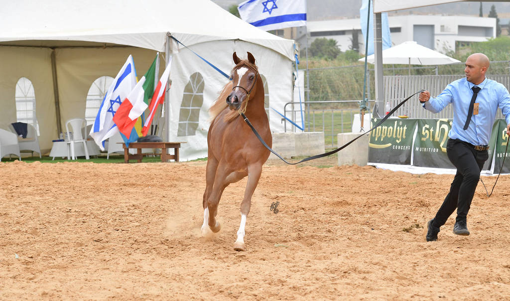 Yearling Filly: Rehanna Saher