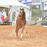 Yearling Filly: Rehanna Saher