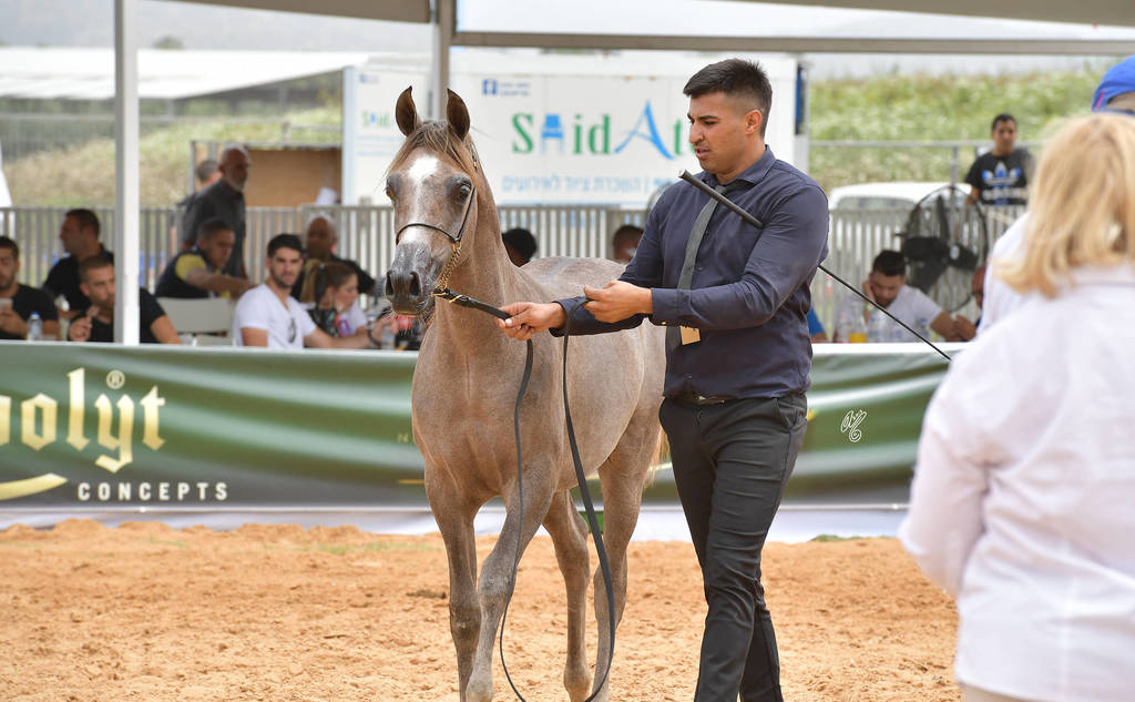 Yearling Colt: Jamal Al Din SR