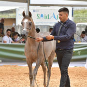 Yearling Colt: Jamal Al Din SR