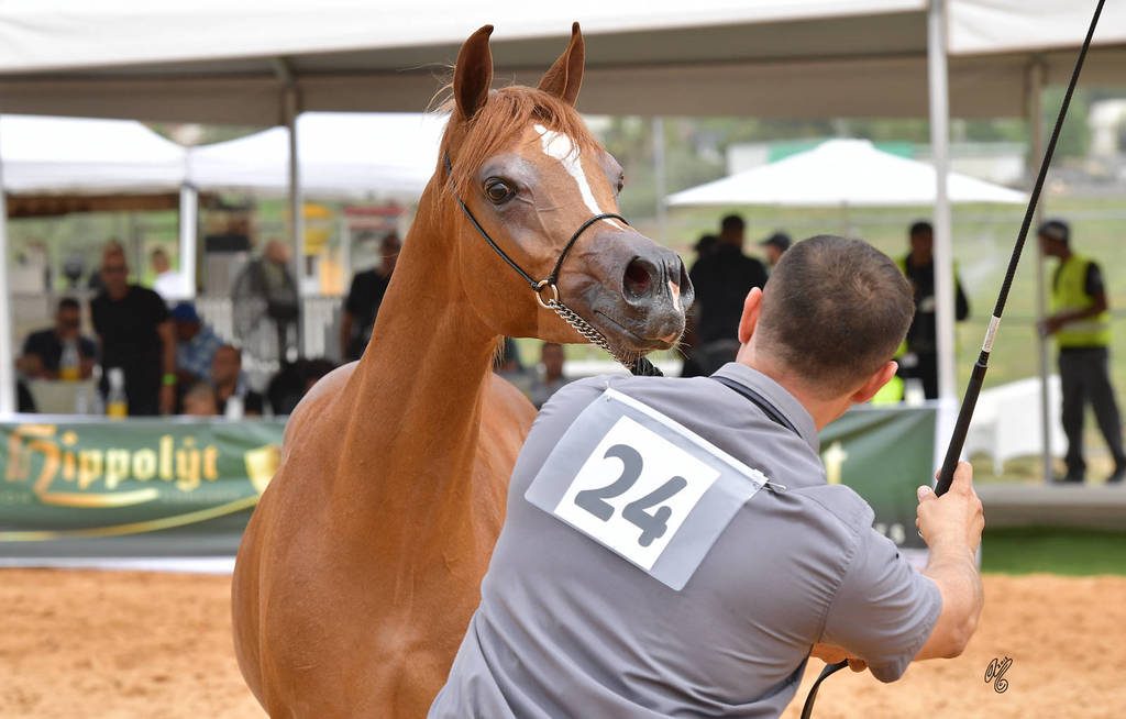 Yearling Colt: Kahil El Bashir