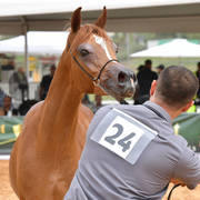 Yearling Colt: Kahil El Bashir
