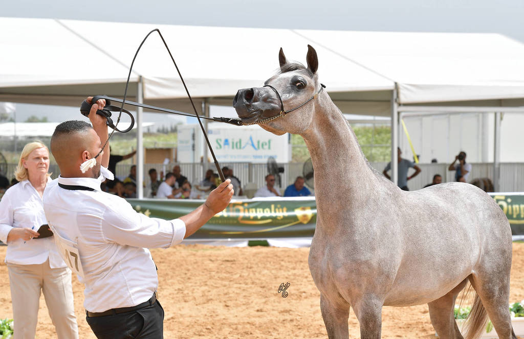 Yearling Colt: Aslan