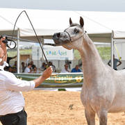 Yearling Colt: Aslan